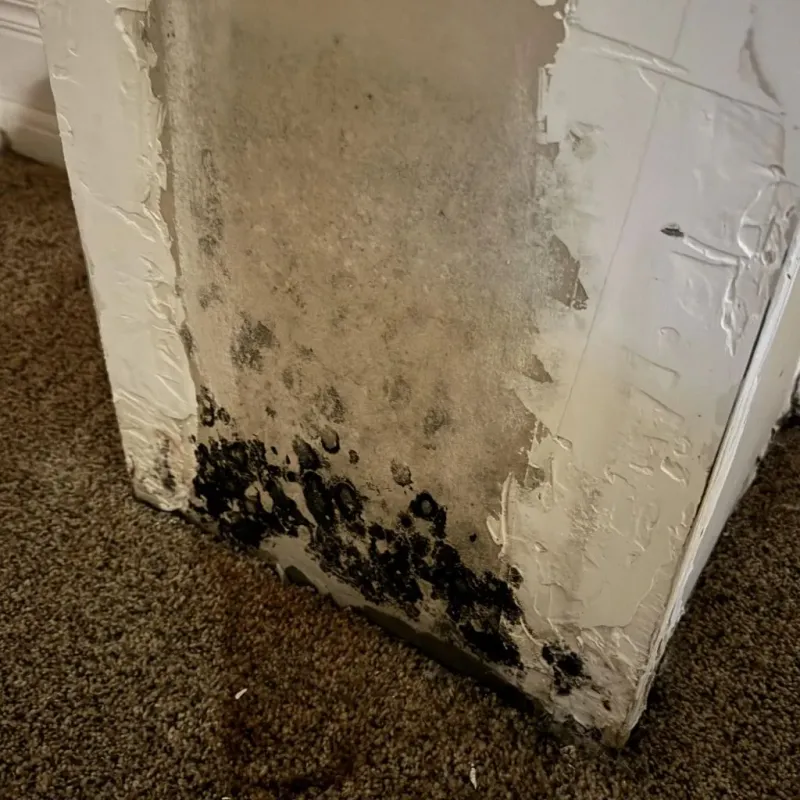 Professional Mold Removal in Arthur, NE